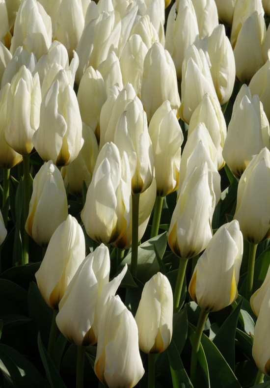 Tulp Kaufmania Concerto x10 12/+