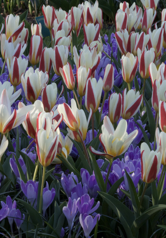 Tulp Kaufmania Johann Strauss x7 12/+