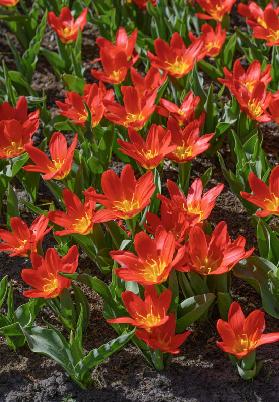 Tulp Kaufmania Scarlet Baby x10 12/+