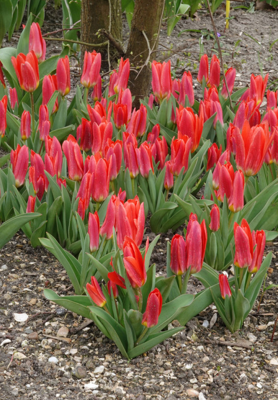 Tulp Kaufmania Scarlet Baby x10 12/+