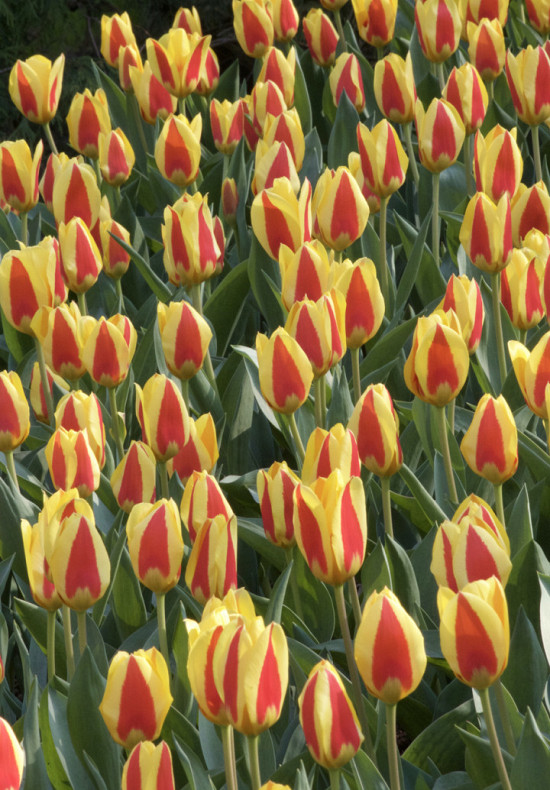 Tulp Kaufmania Stresa x7 12/+