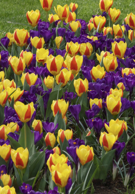 Tulp Kaufmania Stresa x7 12/+