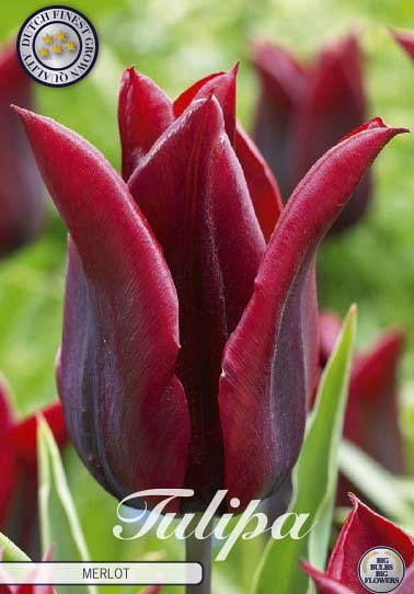 Tulp Lilyflowering Merlot x7 12/+