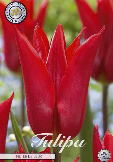 Tulp Lilyflowering Pieter de Leur x7 12/+