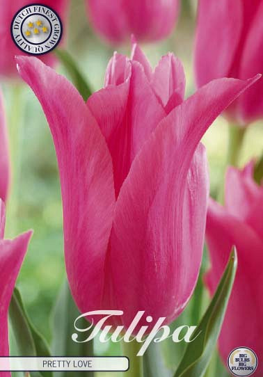 Tulp Lilyflowering Pretty Love x7 12/+