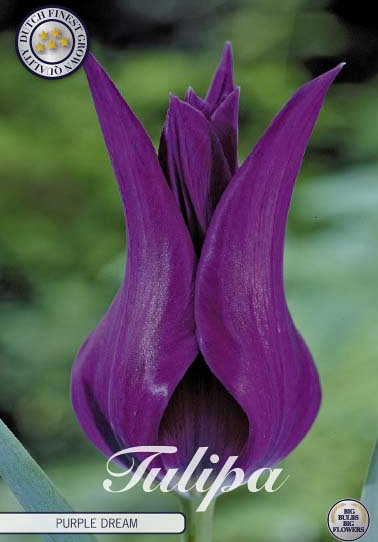 Tulp Lilyflowering Purple Dream x7 12/+