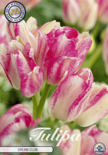 Tulp Multiflora Dream Club x7 12/+