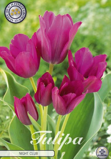 Tulp Multiflora Night Club x7 12/+