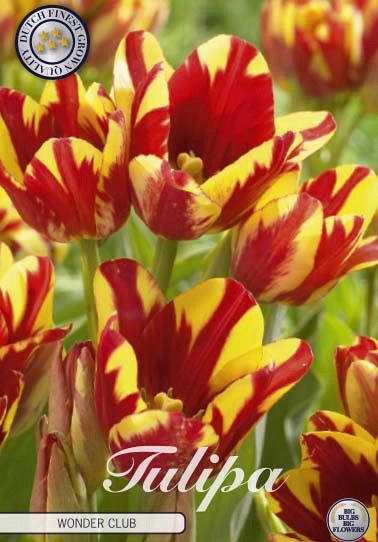 Tulp Multiflora Wonder Club x7 12/+