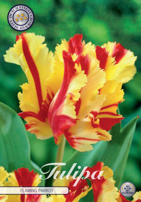 Tulp Parrot Flaming Parrot x7 12/+