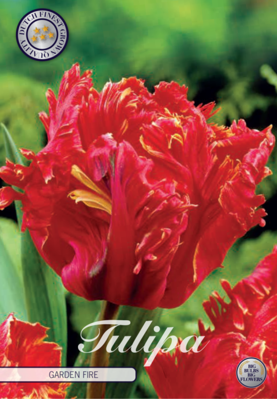 Tulp Parrot Garden Fire x7 12/+