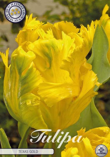 Tulp Parrot Texas Gold x7 12/+