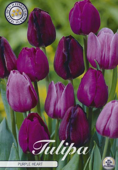 Tulp Purple Heart x10 12/+