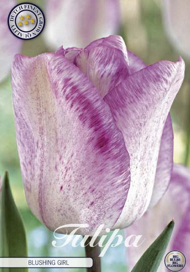 Tulp Single Late Blushing Girl x7 12/+