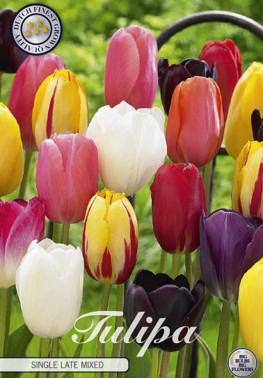 Tulp Single Late Mixed x10 12/+