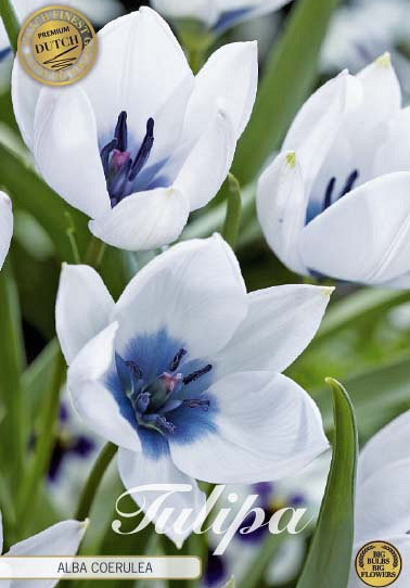 Tulp Specie Alba Coerulea x5 8/+