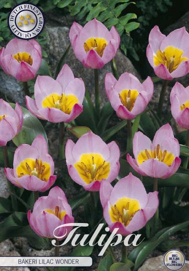 Tulp Specie Bak. Lilac Wonder x10 6/7