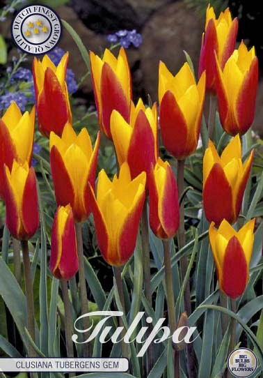 Tulp Specie Clusiana Tubergens Gem x10 5/6