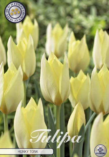 Tulp Specie Honky Tonk x10 6/7