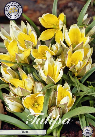 Tulp Specie Tarda x10 7/8