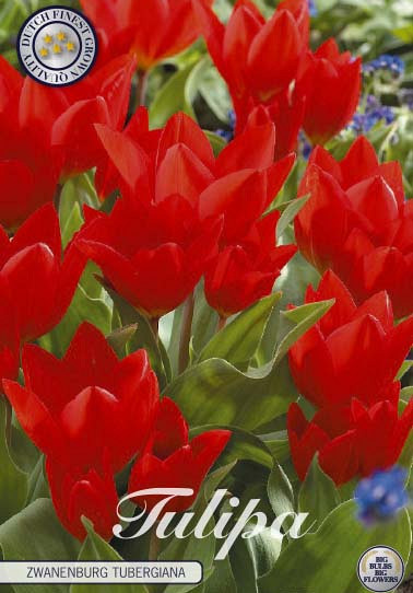 Tulp Specie Tubergiana Zwanenburg x10 8/10