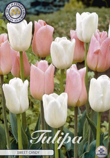 Tulp Sweet Candy x10 12/+