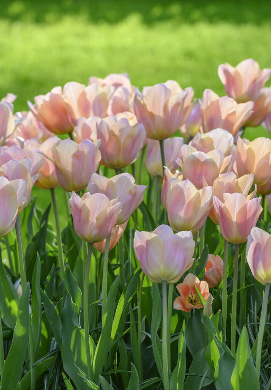 Tulp Triumph Apricot Beauty x7 12/+