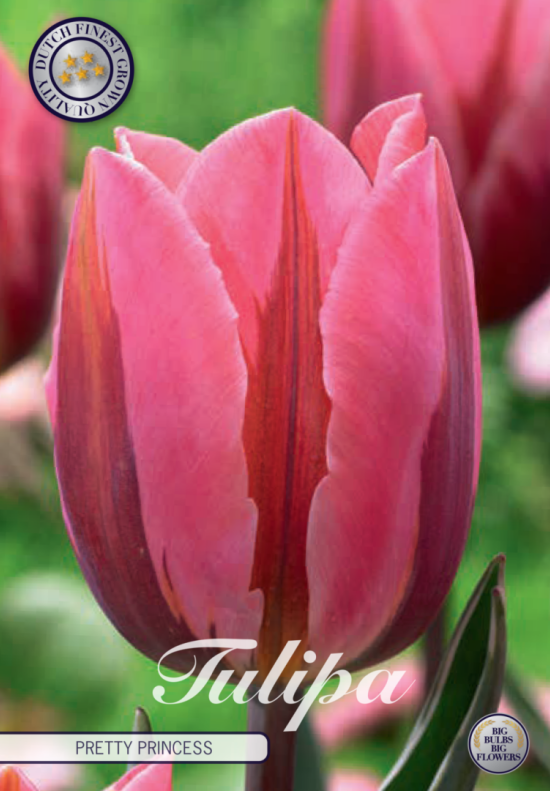 Tulp Triumph Pretty Princess x7 12/+