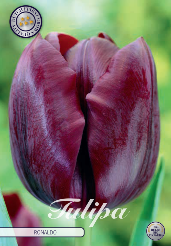 Tulp Triumph Ronaldo x10 12/+