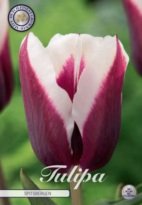 Tulp Triumph Spitsbergen x7 12+