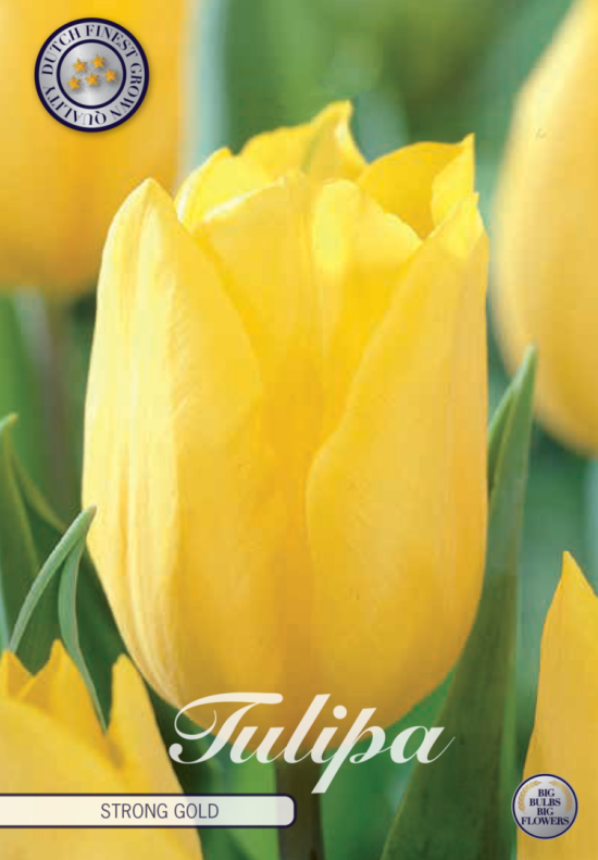 Tulp Triumph Strong Gold x10 12/+