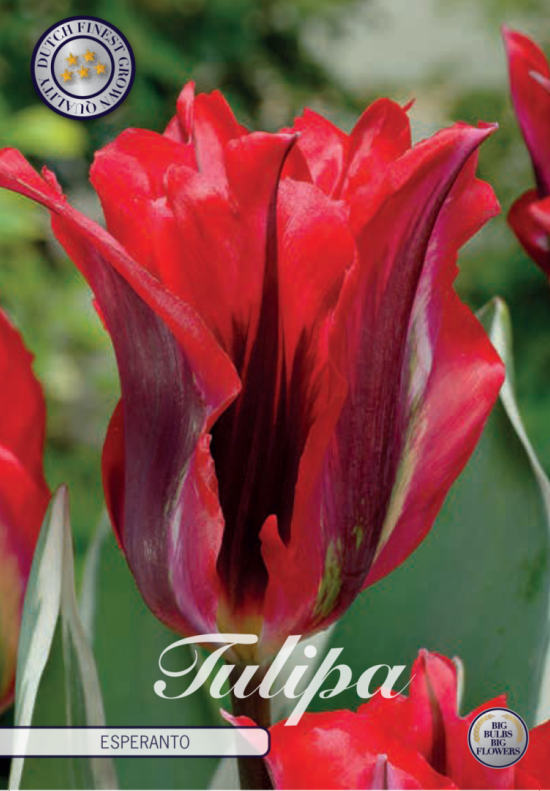 Tulp Viridiflora Esperanto x7 12/+