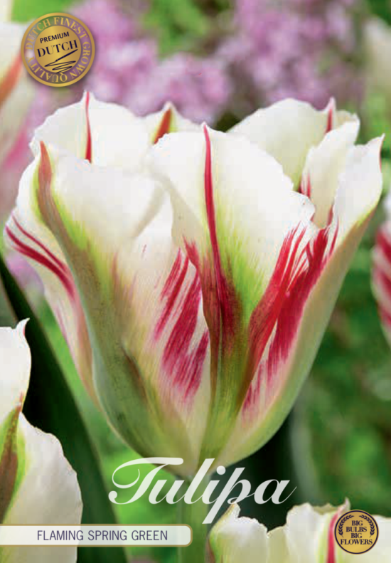 Tulp Viridiflora Flaming Springgreen x5 12/+