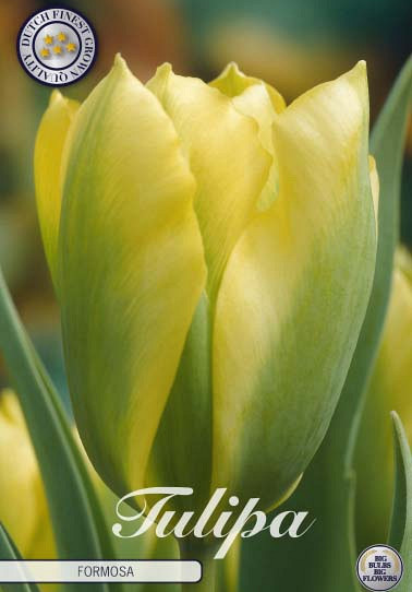 Tulp Viridiflora Formosa x7 12/+