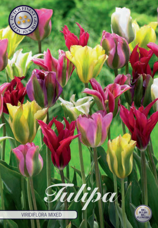 Tulp Viridiflora Mixed x7 12/+