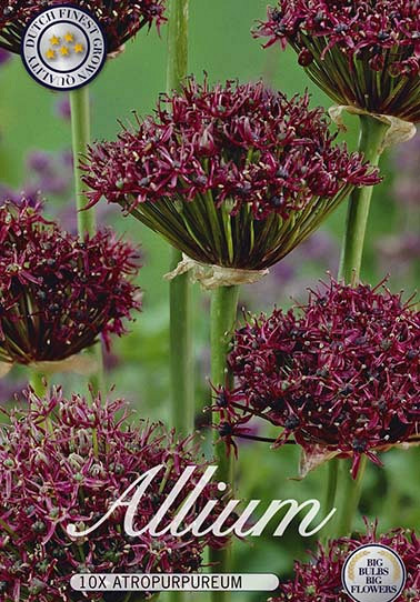Allium Atropurpureum x15 10/12