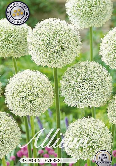 Allium Mount Everest x3 20/+