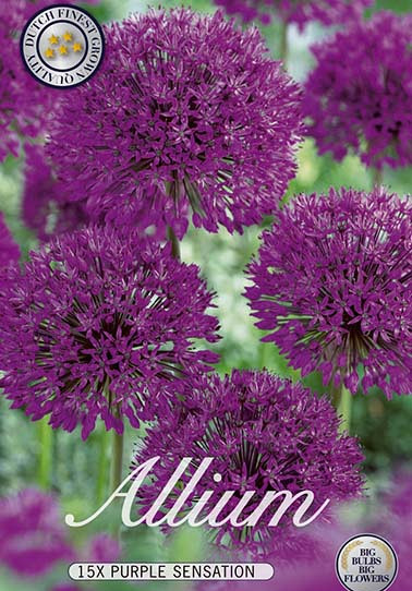 Allium Purple Sensation x15 12/+