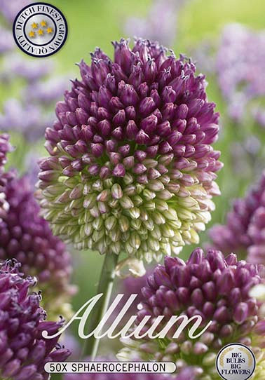 Allium Sphaerocephalon x50 5/6