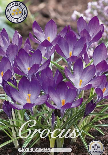 Crocus Chrysanthus Ruby Giant x50 5/6