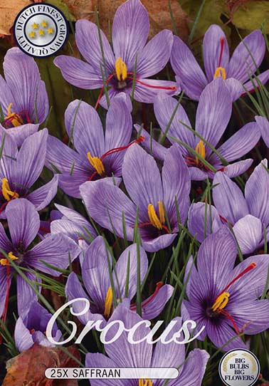 Crocus Safraan x25 8/9