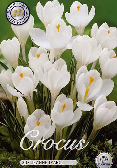 Crocus Vernus Jeanne d'Arc x30 8/9