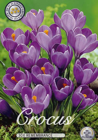 Crocus Vernus Remembrance x 30 8/9