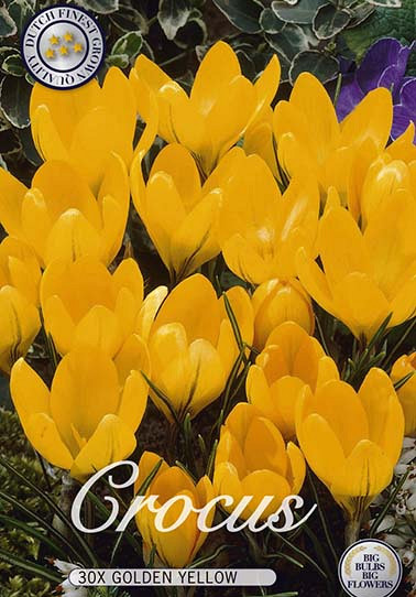 Crocus Vernus Yellow x 20 8/9