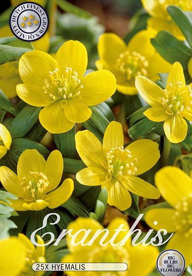 Eranthis Hyemalis x25 5/6