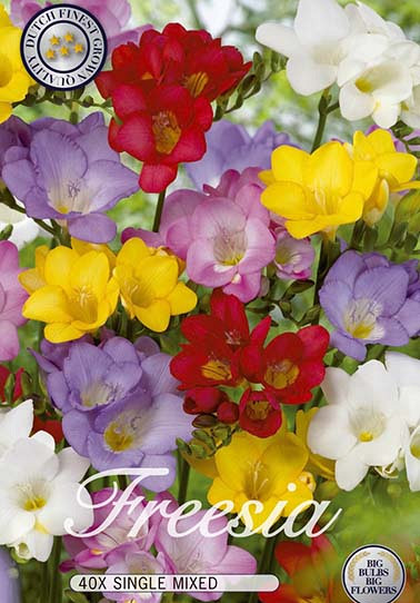 Freesia Mixed x40 5/6