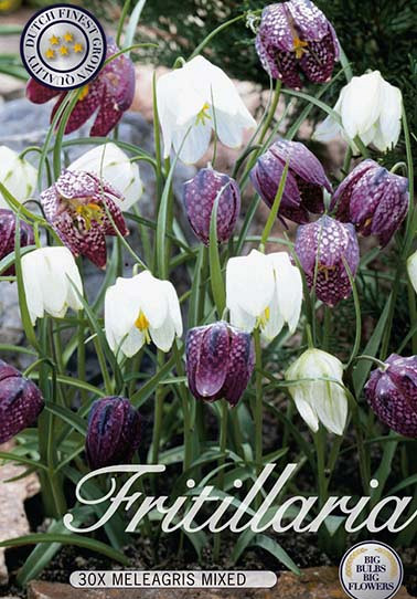 Fritillaria Meleagris Mixed x30  7/8