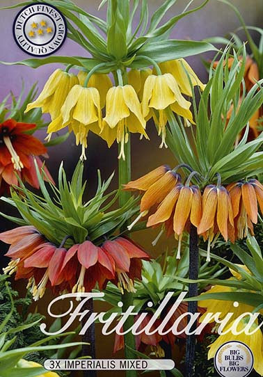 Fritillaria Mixed x3 24/26