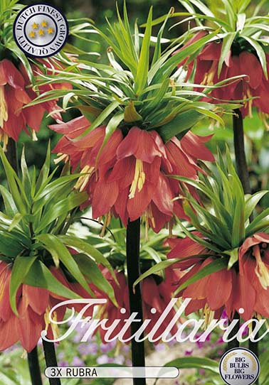 Fritillaria Rubra x2 24/26