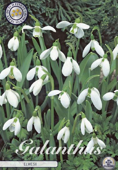 Galanthus Ikariae x30 5/6